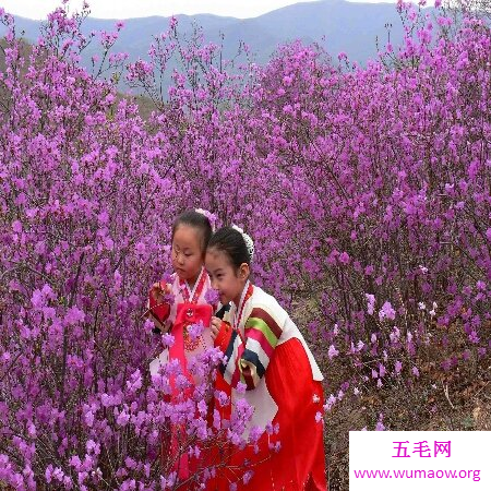 朝鲜名族的国花――金达莱花