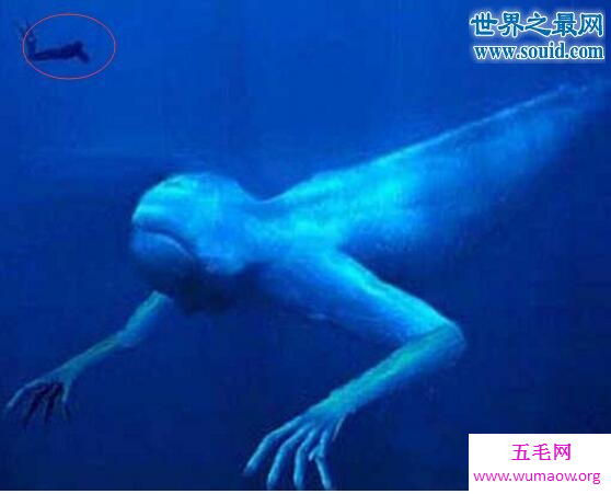 南极洲神秘生物ningen，目击者声称其高达30米