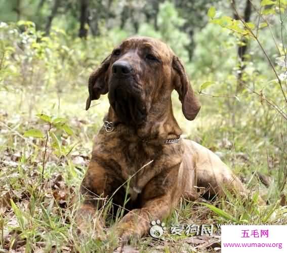 世界十大斗犬排名，美国斗牛梗比特犬最强悍