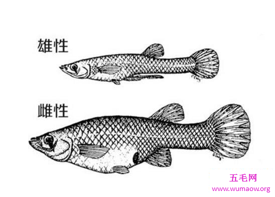 水中一霸食蚊鱼，为了生孩子精尽鱼亡(惊呆了)