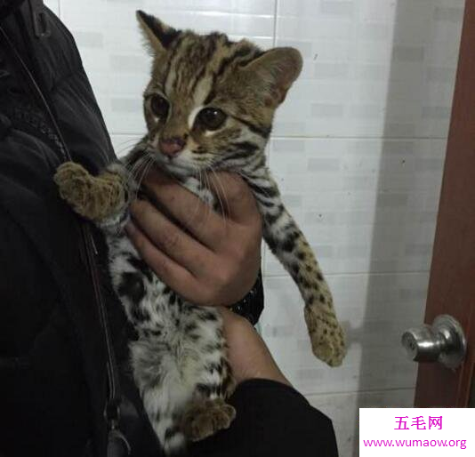 真实的大猫猞猁图片，把狼追着跑的猛兽宠物(视频)