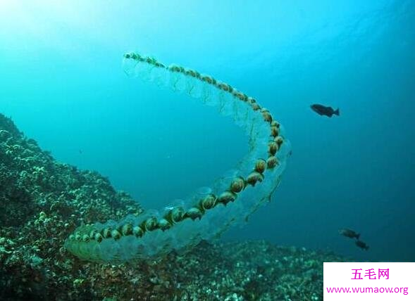 透明海洋生物樽海鞘会毁灭地球，还好吃起来口感不错