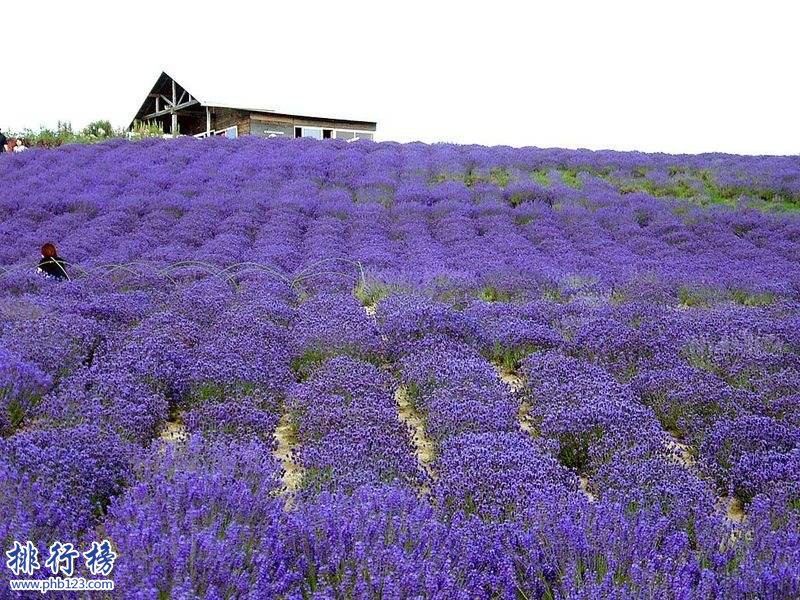 5月份适合去哪里旅游 十大5月国内旅游最佳去处