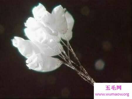 花之品味  被尊称为佛家花的花优昙婆罗花