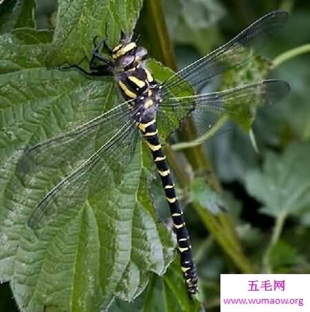 在三亿年石炭纪出现的蜻蜓中包括巨脉蜻蜓