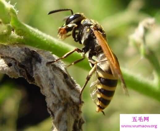 杀人如麻的益虫，杀人蜂毒死数百人(见人就蛰)