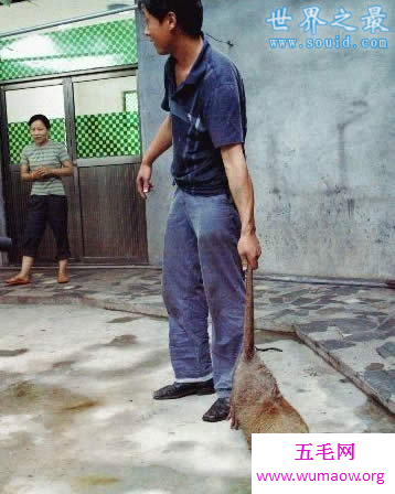 基因突变的巨型老鼠，毒鼠强都杀不死