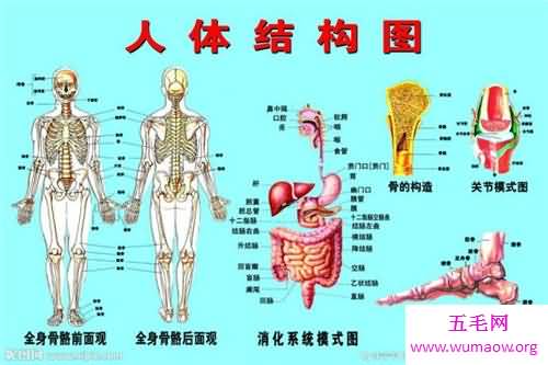 人体器官分布图介绍 五脏六腑的位置都在哪