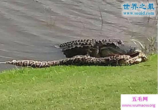 巨型蟒蛇活吞巨型鳄鱼，上演绝地反击(图)