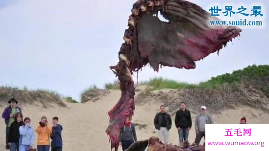 专家现场解剖死亡大鲸鱼，场面震惊(图)