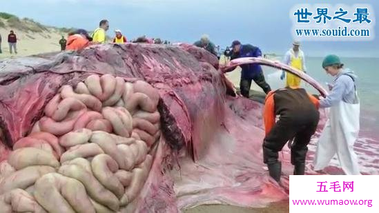 专家现场解剖死亡大鲸鱼，场面震惊(图)