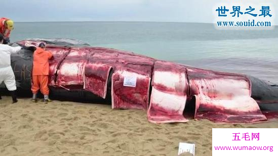 专家现场解剖死亡大鲸鱼，场面震惊(图)