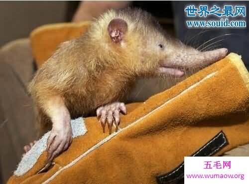 濒临灭绝的动物排行榜，白鳍豚已功能性灭绝