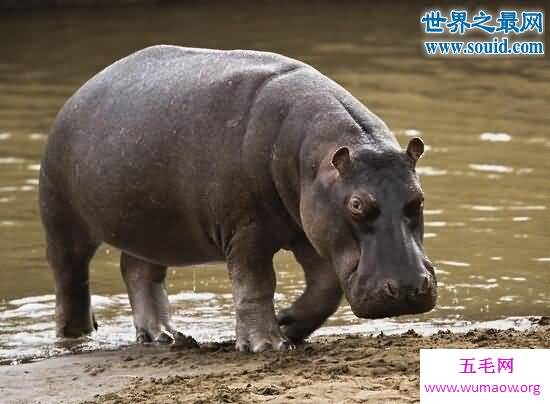 河马的天敌是什么，没有天敌(能咬穿鳄鱼)
