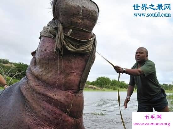 河马的天敌是什么，没有天敌(能咬穿鳄鱼)