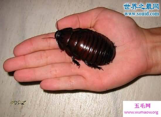 秘鲁巨人蟑螂，一种受人们喜爱的宠物蟑螂
