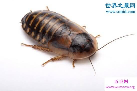 秘鲁巨人蟑螂，一种受人们喜爱的宠物蟑螂