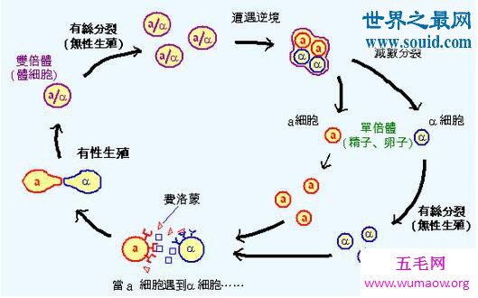 女孩怀老鼠，毫无科学依据的假新闻(简直笑话)