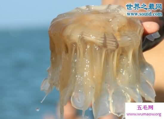 水母能吃吗，只有海月水母和海蜇可以吃