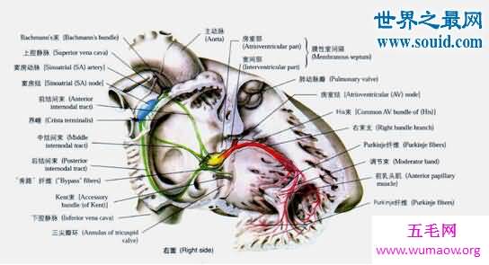 比干挖心，七窍玲珑心其实是心脏病