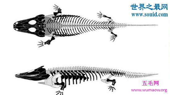 虾蟆螈，吃恐龙的史前恐怖生物