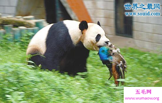 中国大熊猫的祖先—始熊猫，竟是恐怖的肉食动物