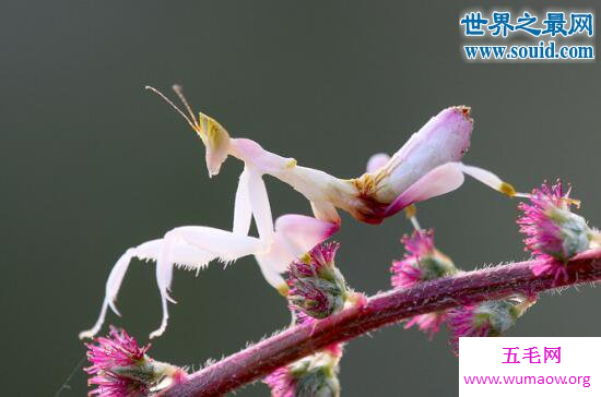 兰花螳螂，像花一样美丽的昆虫