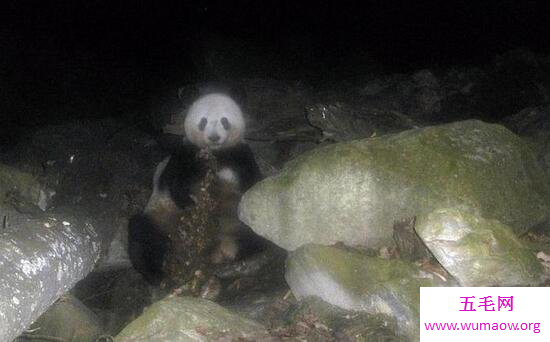 中国大熊猫的祖先—始熊猫，竟是恐怖的肉食动物