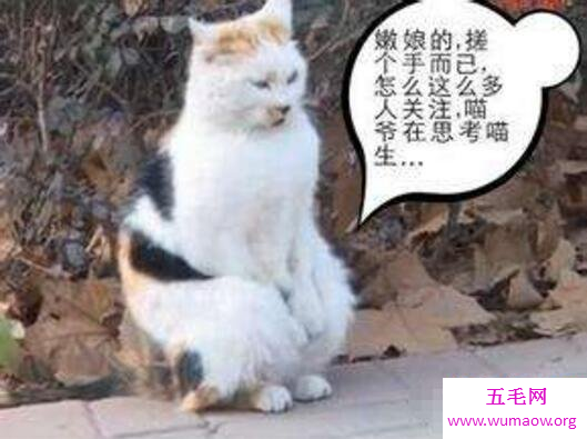 猥琐萌宠搓手猫，因天冷站起来搓手取暖(怀孕了)