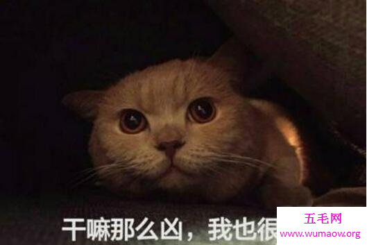 橘猫为什么那么胖，10斤以下的橘猫是不存在的