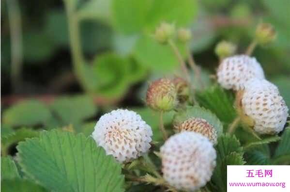 国外濒临灭绝的水果皇后菠萝莓，中国山村遍地都是