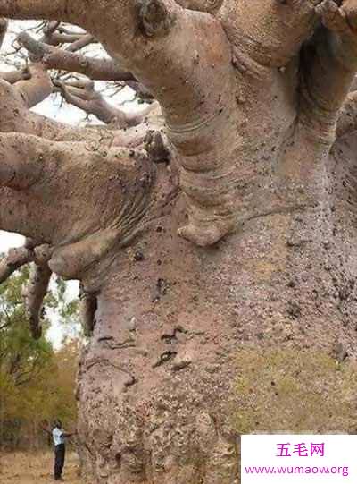 世界十大最奇异的植物，吃人植物日轮花太恐怖(图)