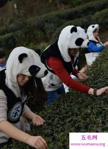 世界上最贵的茶叶 熊猫茶 你知道多少钱一斤吗