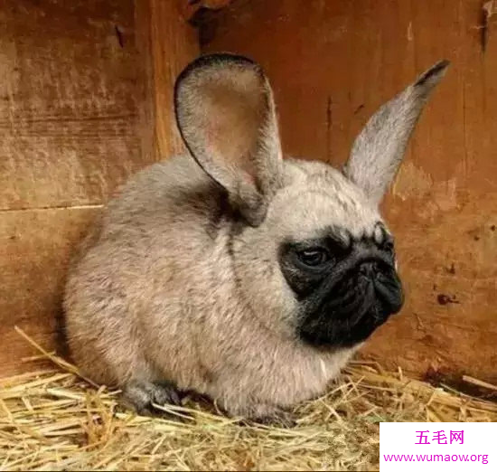 十大恐怖的杂交动物，鲨鱼与犀牛杂交是什么鬼