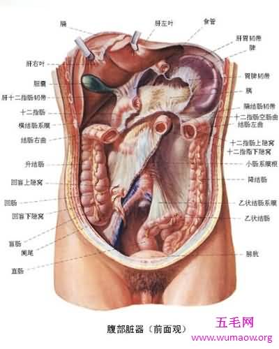 人体构造图解介绍 美国发现人体新型DNA