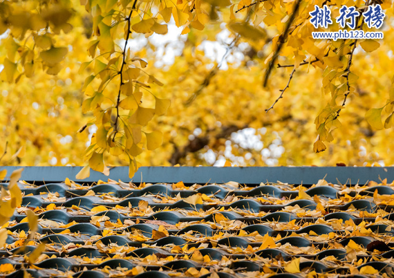 南京师范大学世界排名