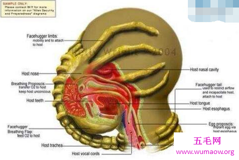 抱脸虫：异形中最令人作呕的外星寄生虫