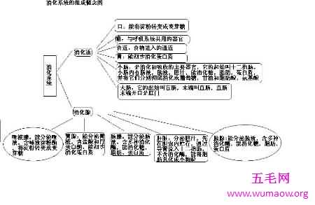 消化系统的组成在初中就学了 至今记忆犹新吧