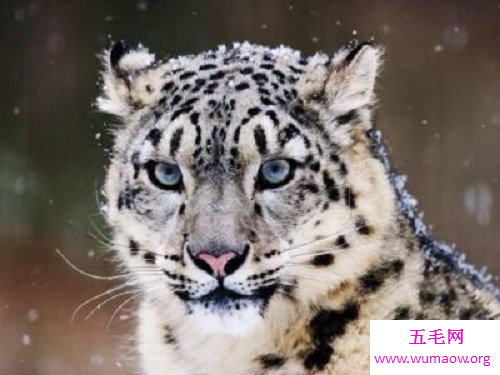 山海经，我可以成为独霸一方的异兽，也可以收敛成为你的小怪兽