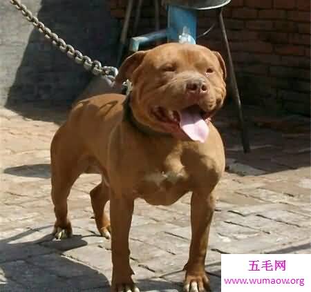 喜欢猎犬吗 你是否知道比特犬vs藏獒谁更厉害呢