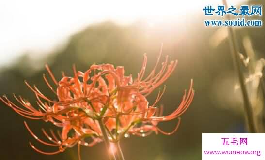 死人花就是彼岸花，黄泉路上的花(开在坟头)