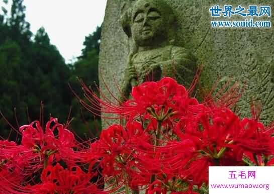 死人花就是彼岸花，黄泉路上的花(开在坟头)