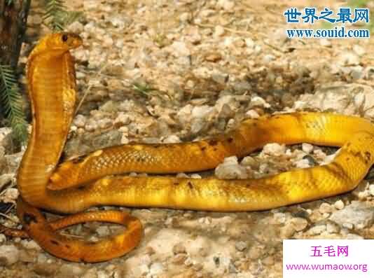 黄金眼镜蛇，非洲最致命的大型毒蛇(死亡率高达60%)