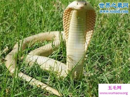 黄金眼镜蛇，非洲最致命的大型毒蛇(死亡率高达60%)