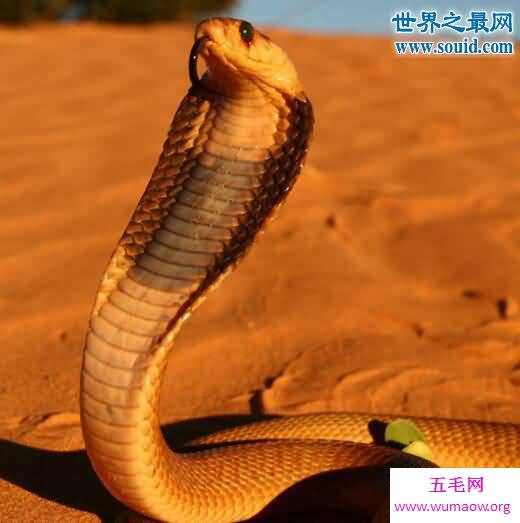 黄金眼镜蛇，非洲最致命的大型毒蛇(死亡率高达60%)