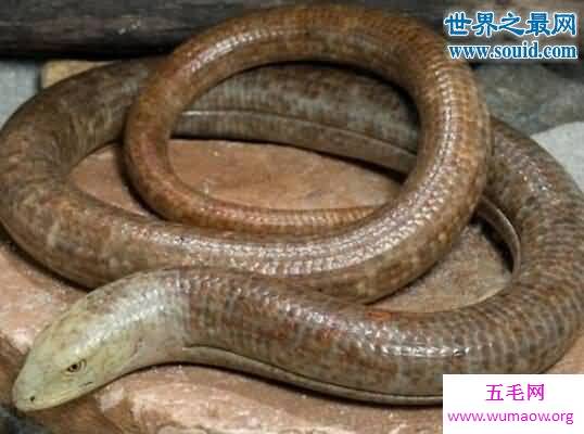 玻璃蛇全身透明，骨骼和内脏清晰可见(十分脆弱)