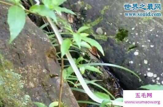 玻璃蛇全身透明，骨骼和内脏清晰可见(十分脆弱)