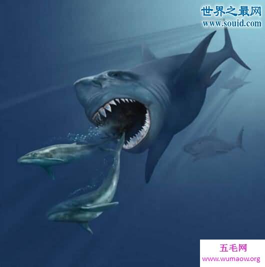 鲸鱼图片大全，盘点关于鲸鱼的10个世界之最
