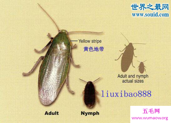 古巴蟑螂，绿色的蟑螂(并不是居所中的害虫)