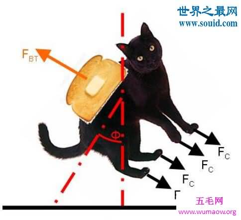 黄油猫悖论，有趣的脑洞问题(猫仇恨又加深了)